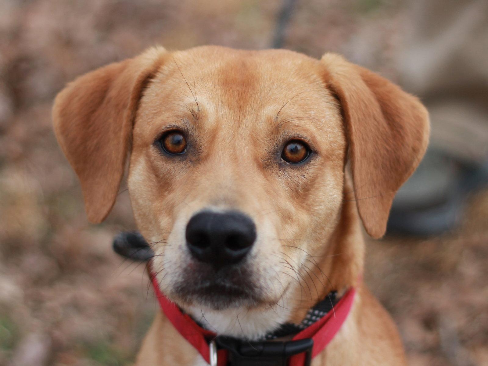 Enlarge Hank - MEET ME @ PETCO 5/2!, a Adoptable Mountain Cur in Cookeville, TN image 1/3