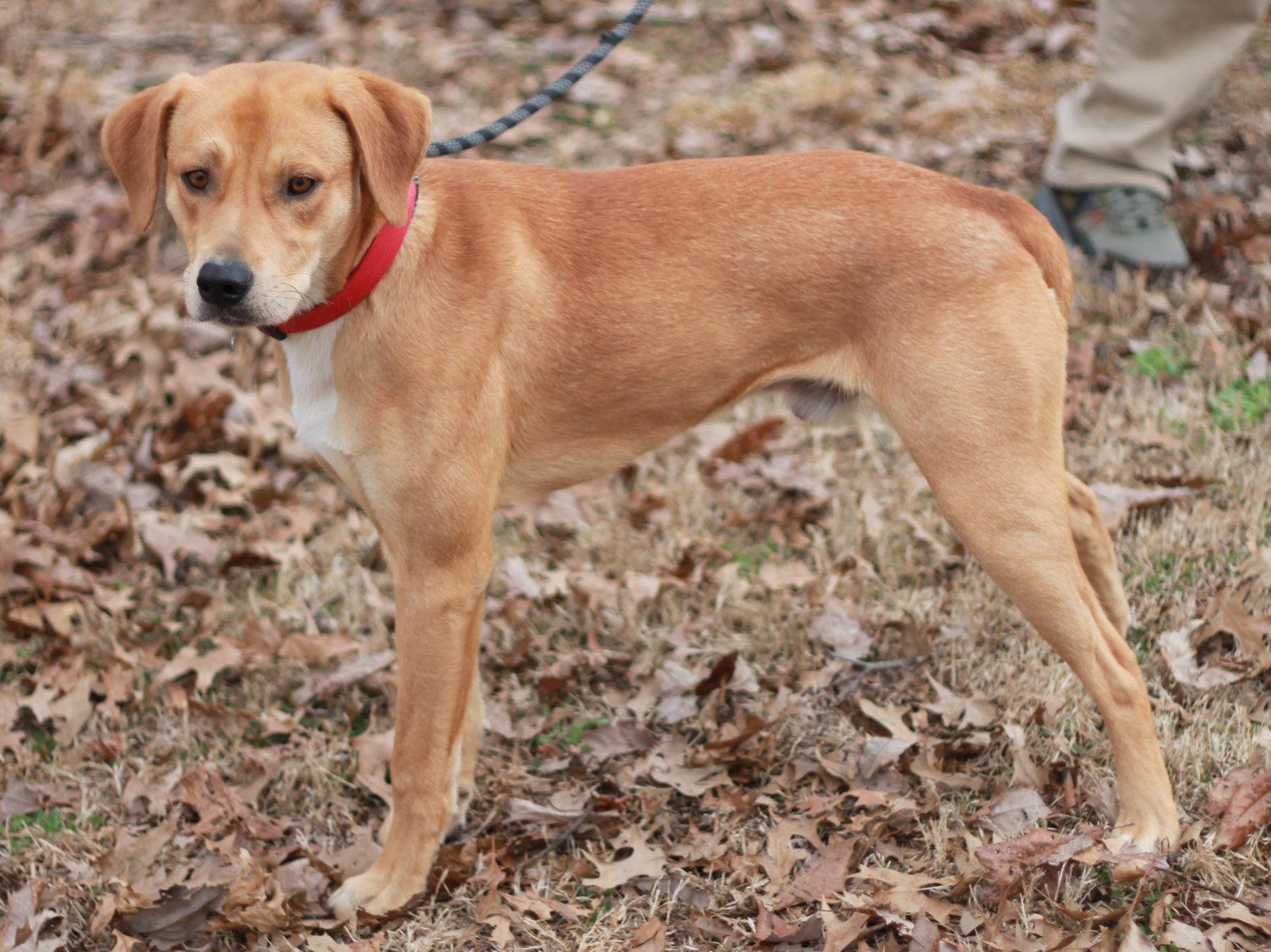 Enlarge Hank - MEET ME @ PETCO 5/2!, a Adoptable Mountain Cur in Cookeville, TN image 2/3