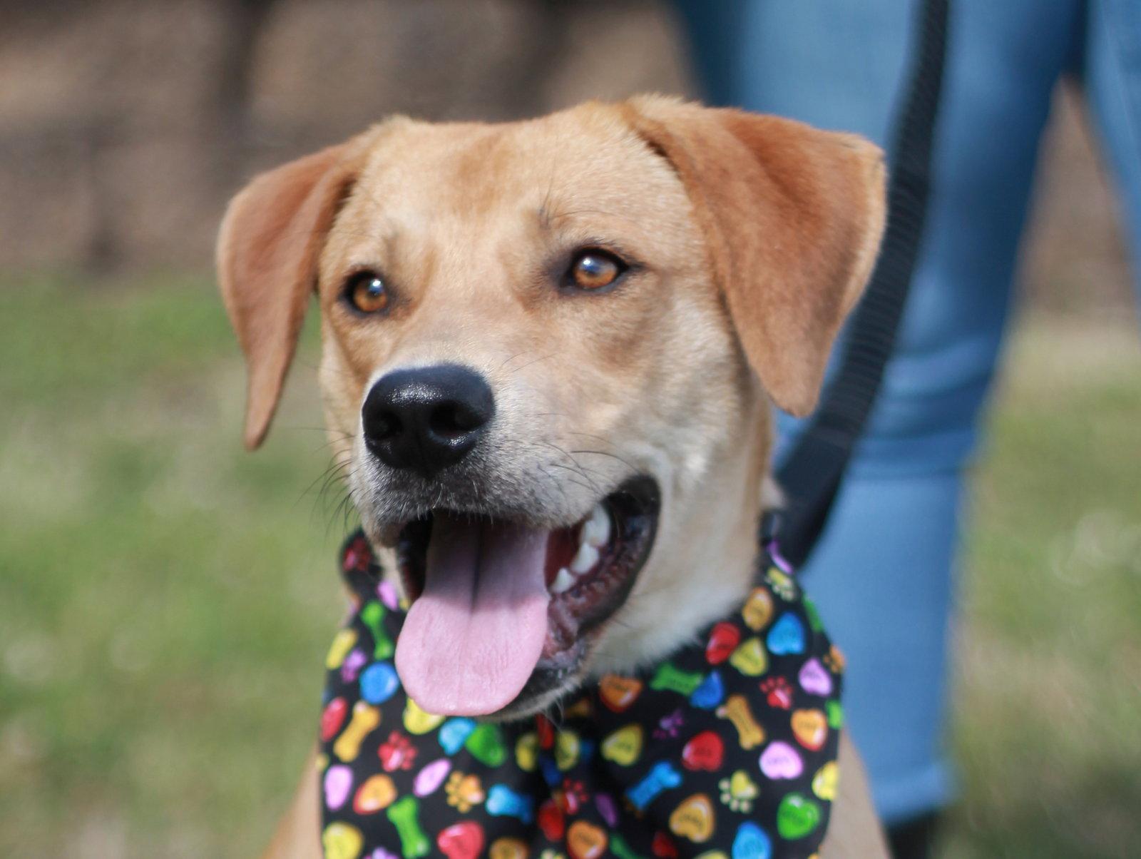 Enlarge Hank - MEET ME 7/11 - FREE TO ADOPT!, a Adoptable mixed breed in Cookeville, TN image 2/3