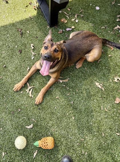 Enlarge Marnie, a ADOPTABLE Mixed Breed in Athens, GA image 3/3