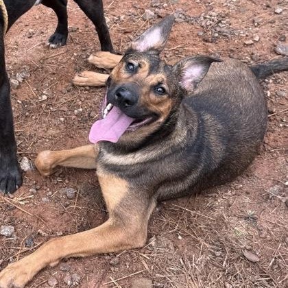 Marnie, ADOPTABLE, Young Female Mixed Breed.