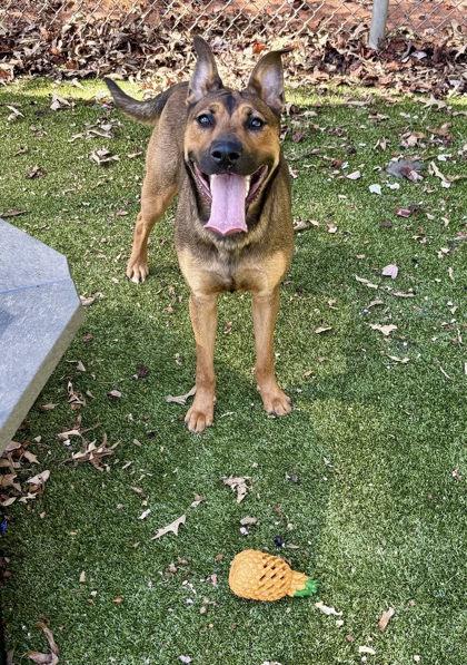 Marnie, ADOPTABLE, Young Female Mixed Breed.