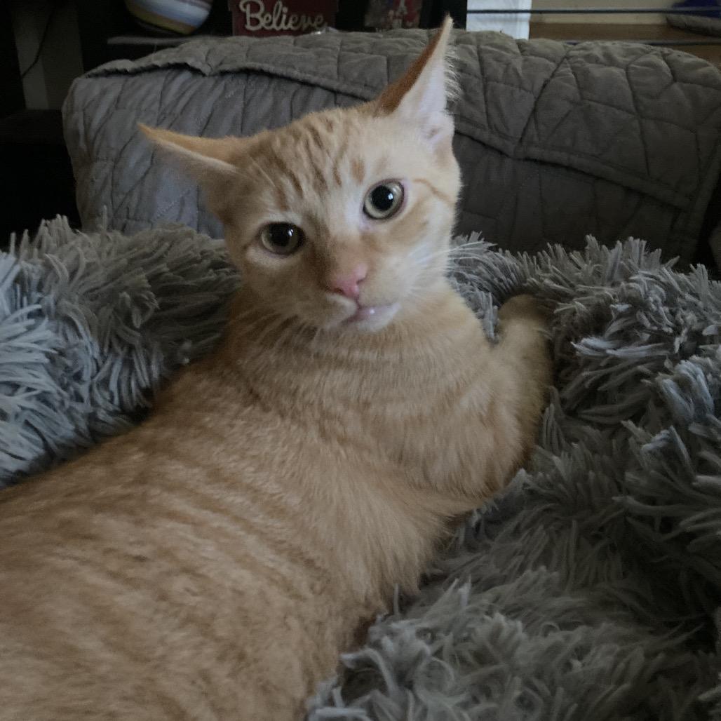 Enlarge Kumquat and Marmalade, a Adoptable Domestic Short Hair in Portage, MI image 1/6