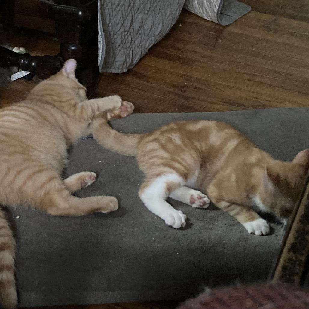 Enlarge Kumquat and Marmalade, a Adoptable Domestic Short Hair in Portage, MI image 2/6