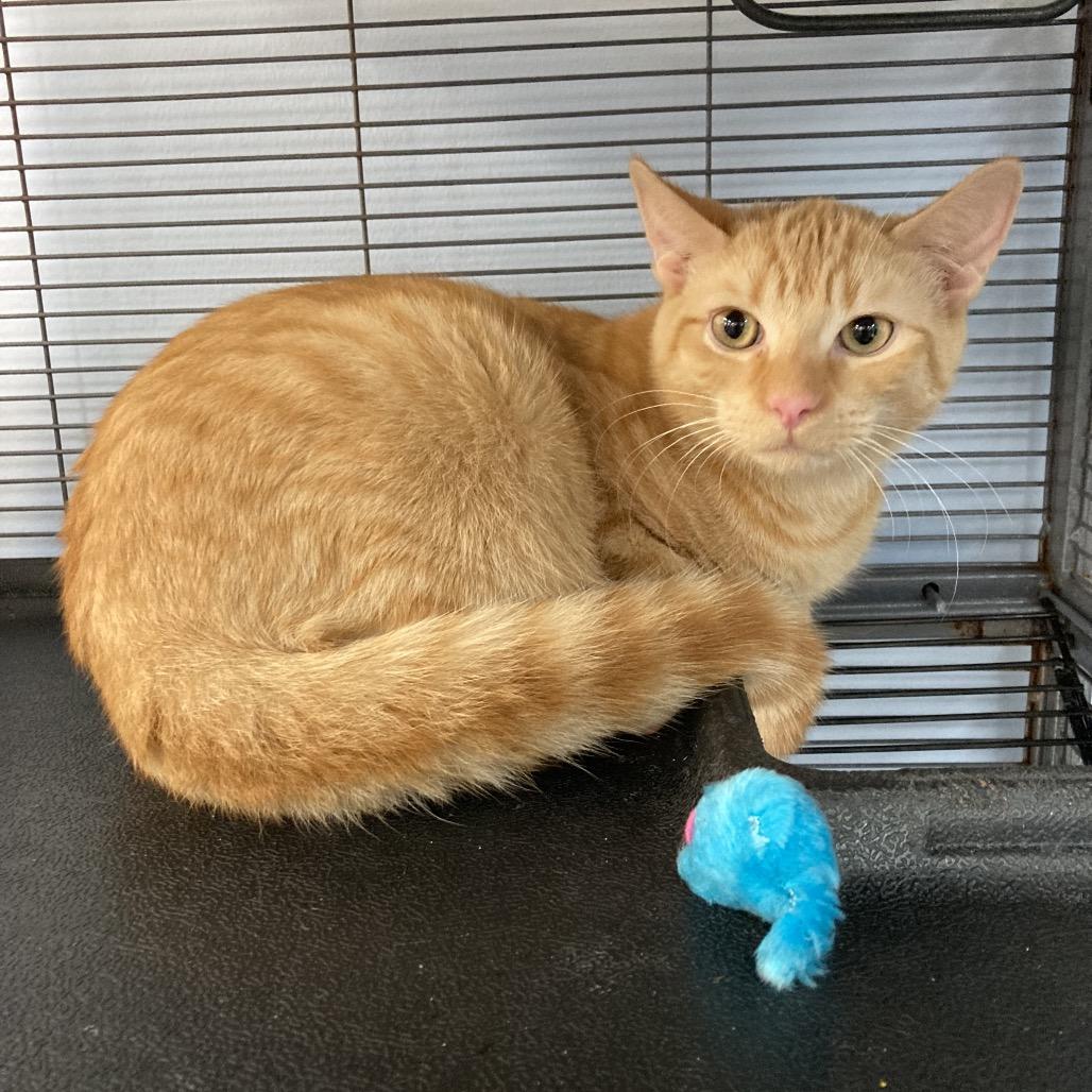 Enlarge Kumquat and Marmalade, a Adoptable Domestic Short Hair in Portage, MI image 3/6