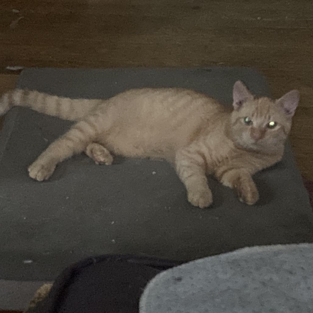 Enlarge Kumquat and Marmalade, a Adoptable Domestic Short Hair in Portage, MI image 4/6