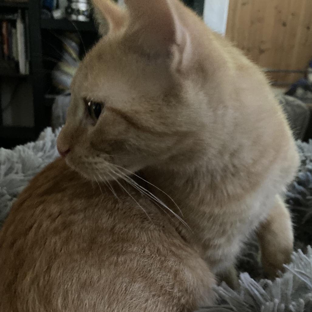 Enlarge Kumquat and Marmalade, a Adoptable Domestic Short Hair in Portage, MI image 6/6