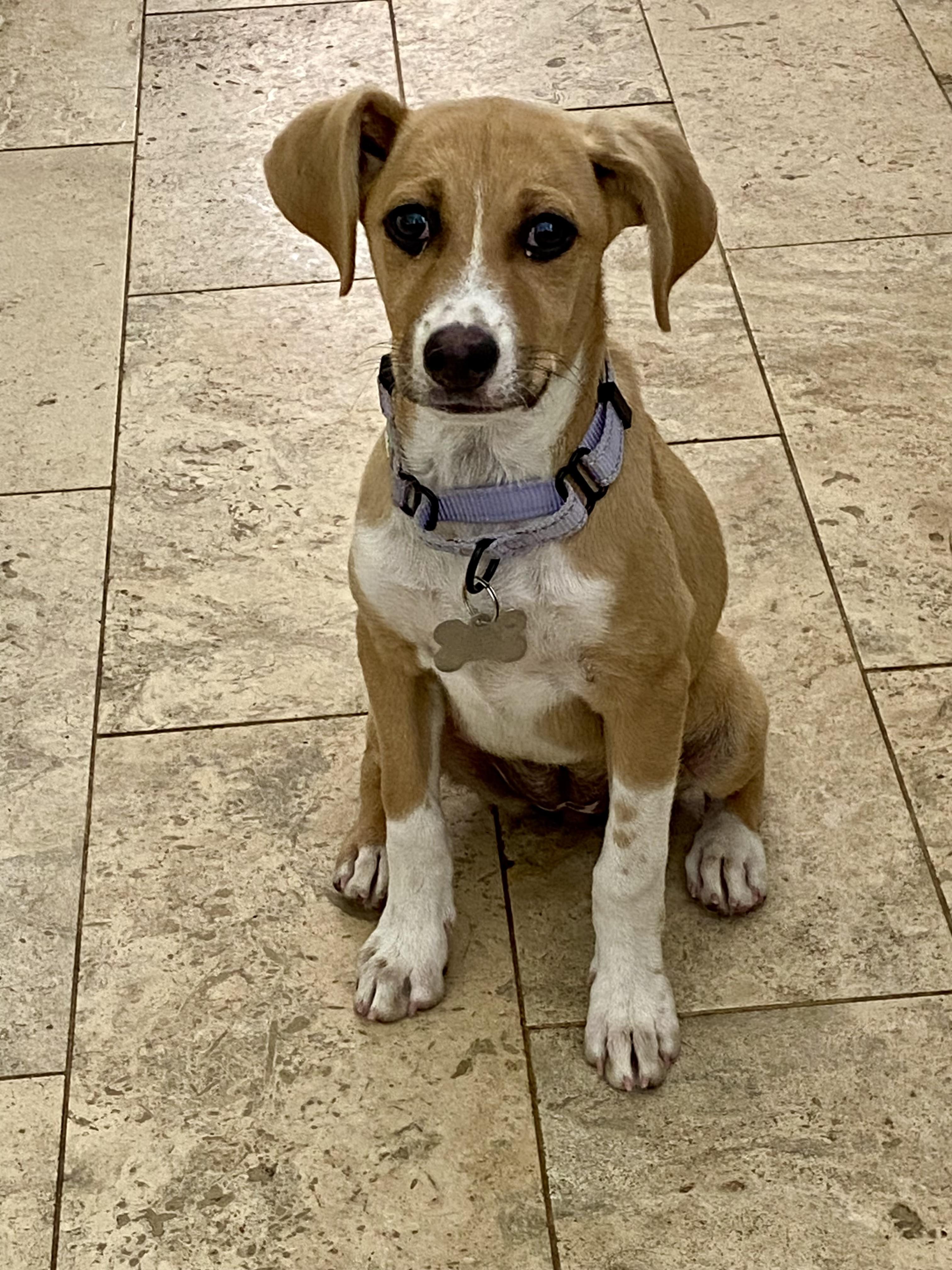 PENNY, an adopted mixed breed in Sunset Beach , CA image 3/6