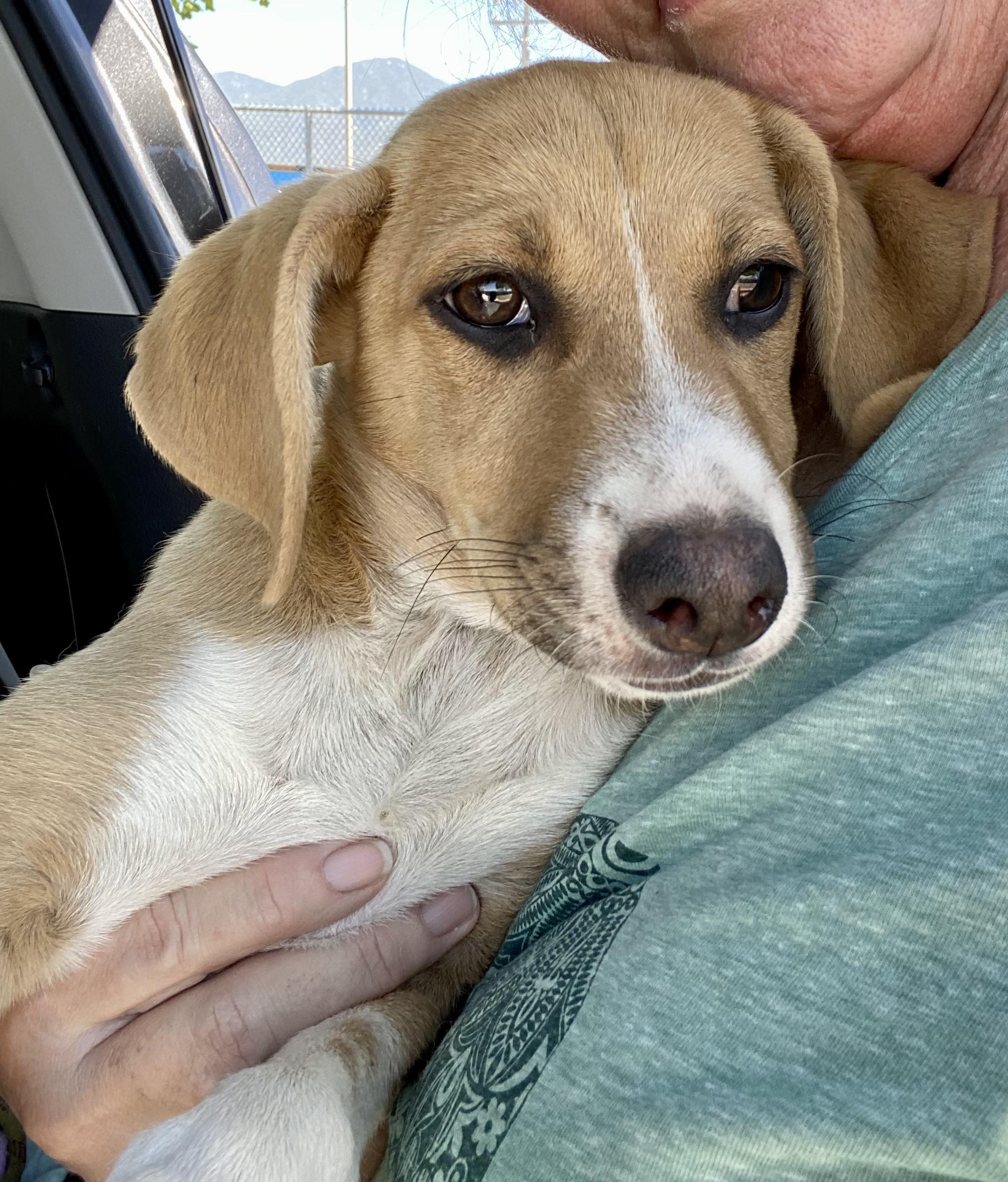 PENNY, an adopted mixed breed in Sunset Beach , CA image 2/6