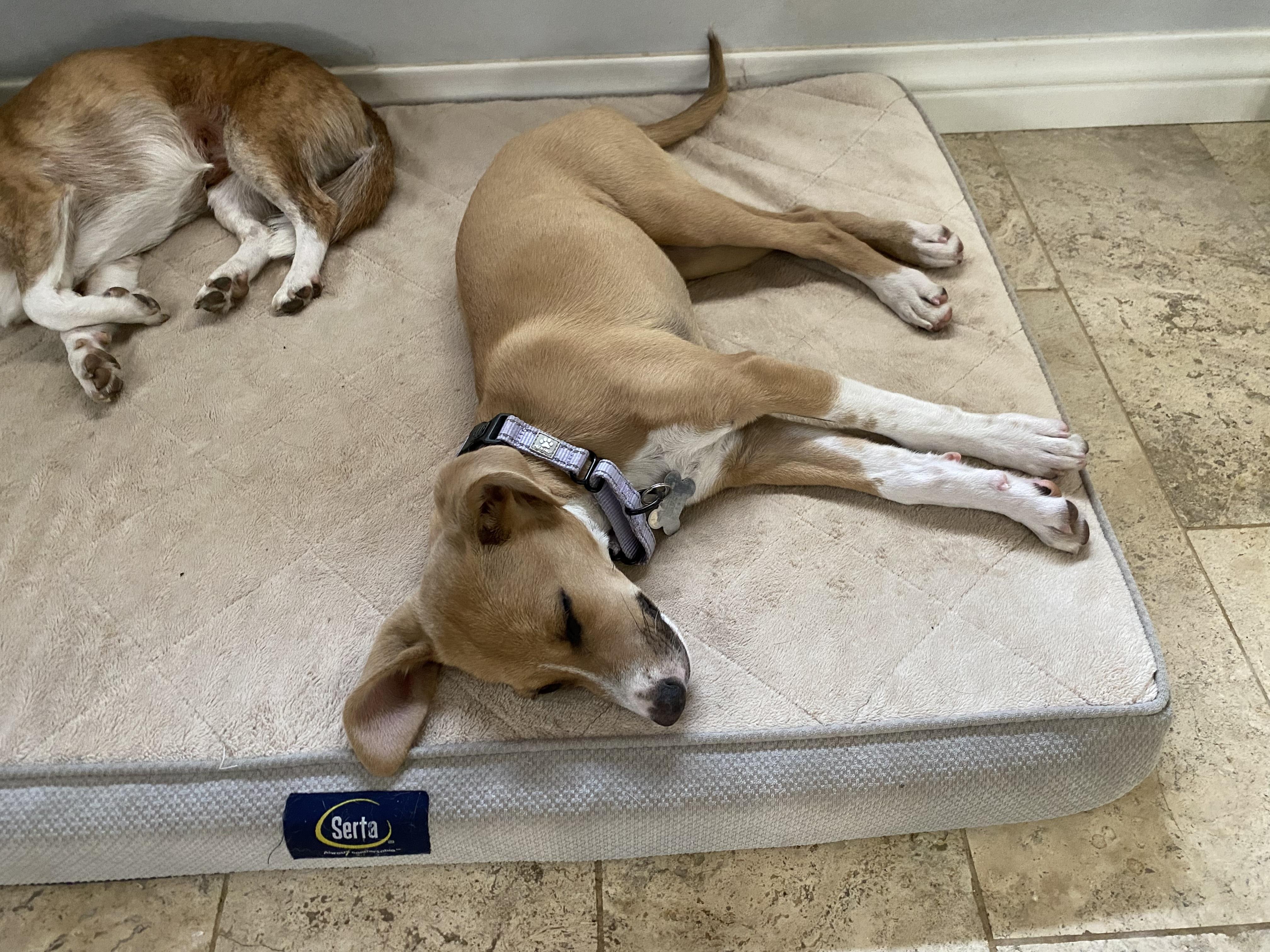 PENNY, an adopted mixed breed in Sunset Beach , CA image 5/6