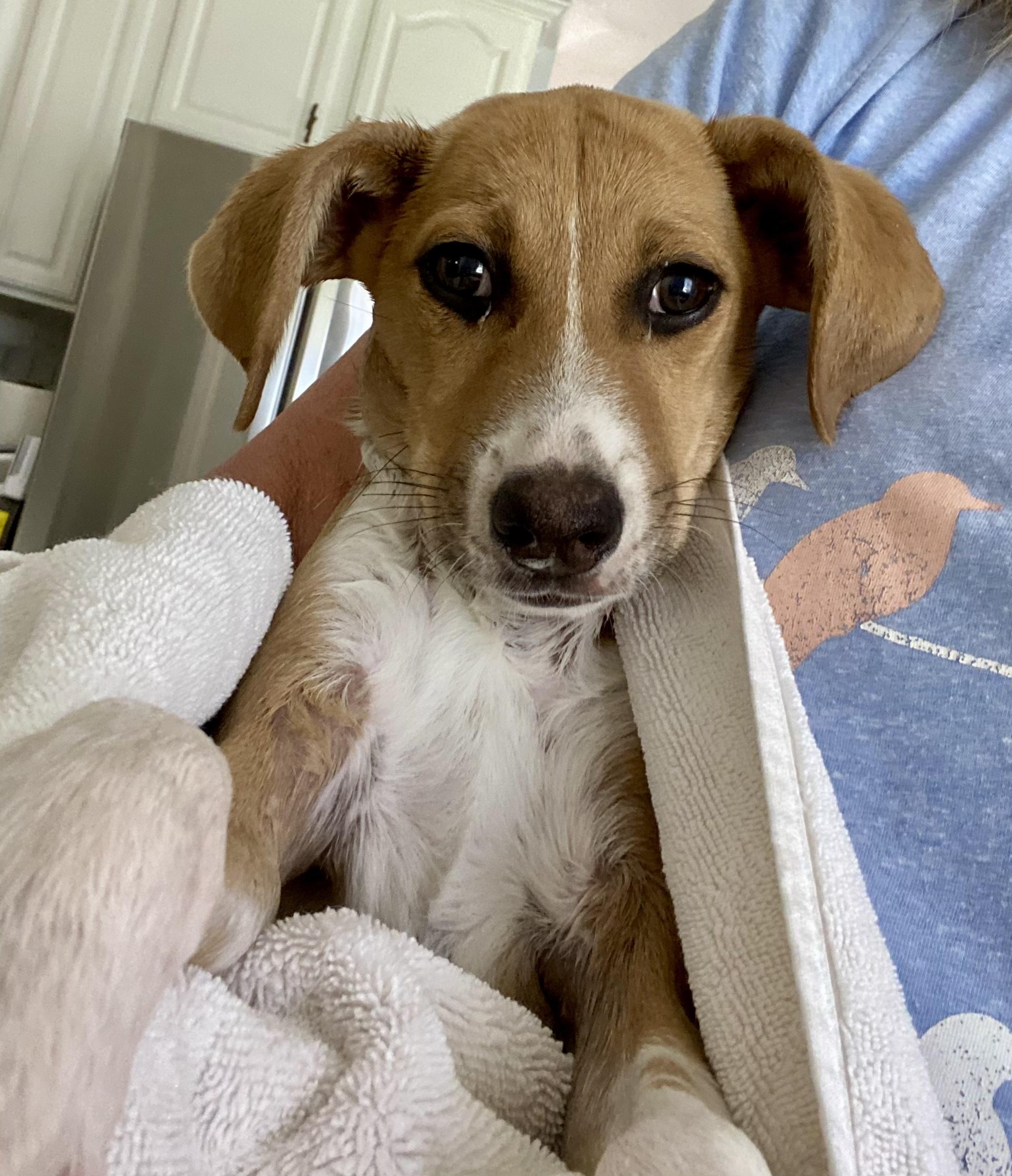 PENNY, an adopted mixed breed in Sunset Beach , CA image 1/6