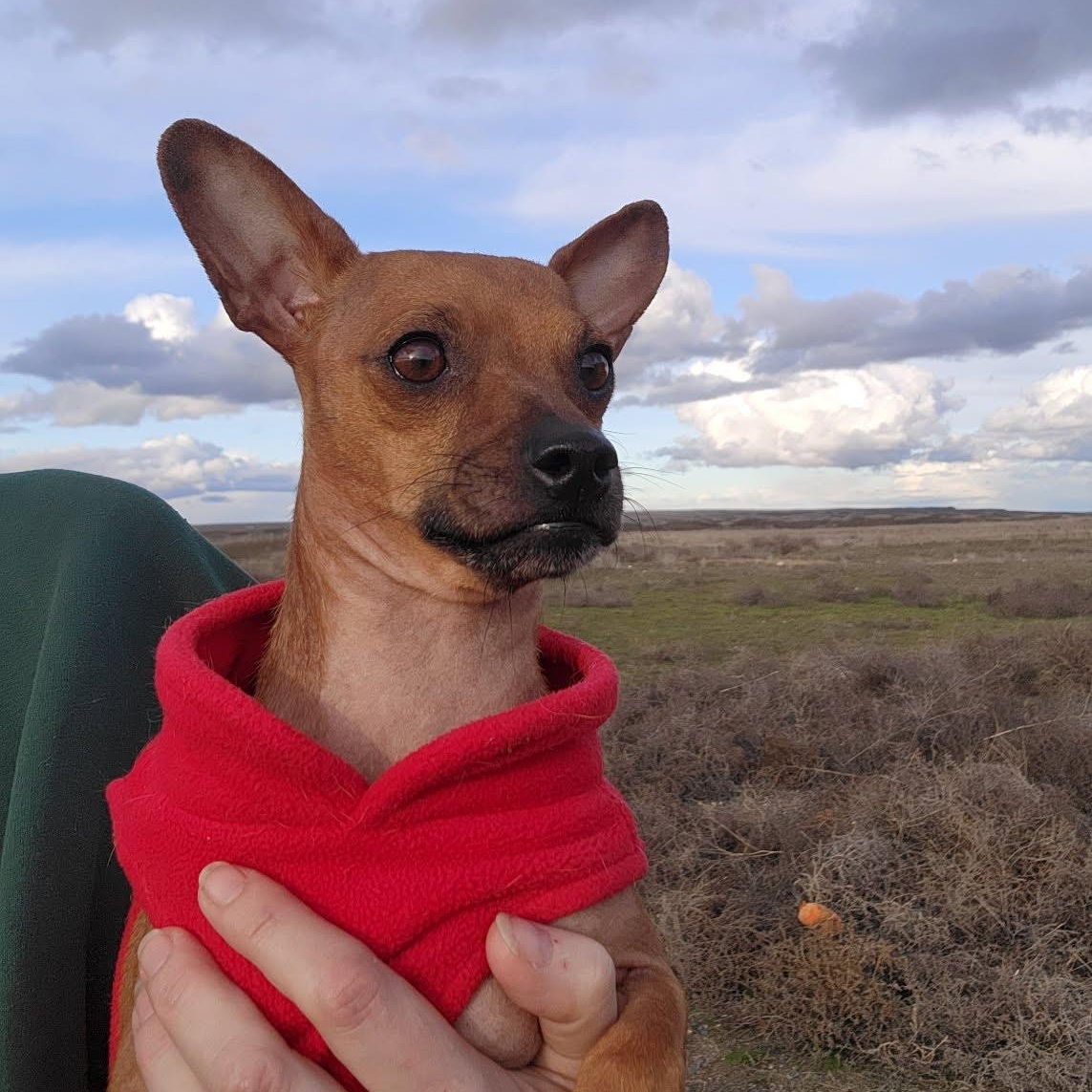 Wrangler, ADOPTABLE, Adult Male Chihuahua & Pug.