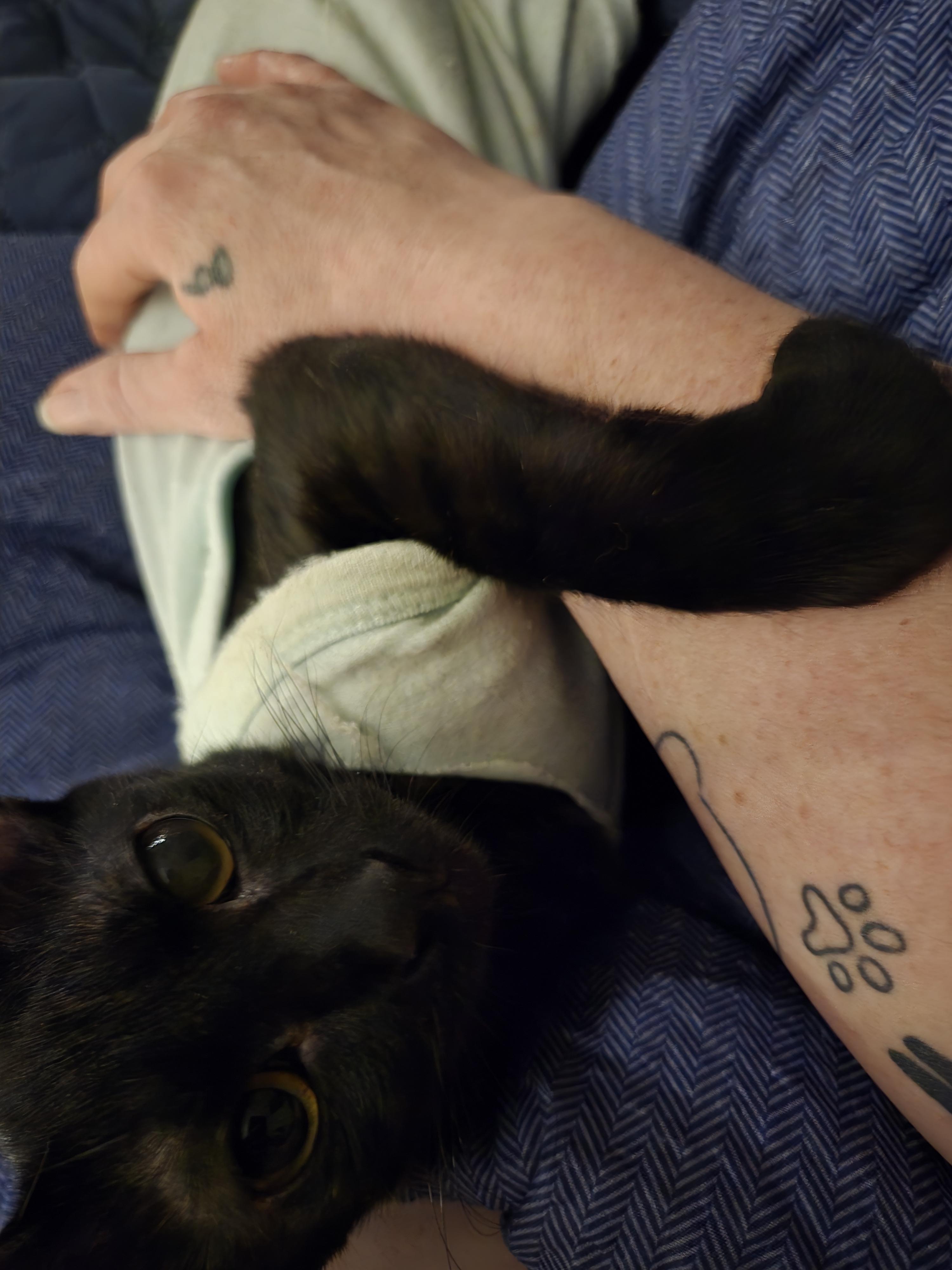 Jerry, a Adopted Domestic Short Hair in Oklahoma City , OK image 1/4
