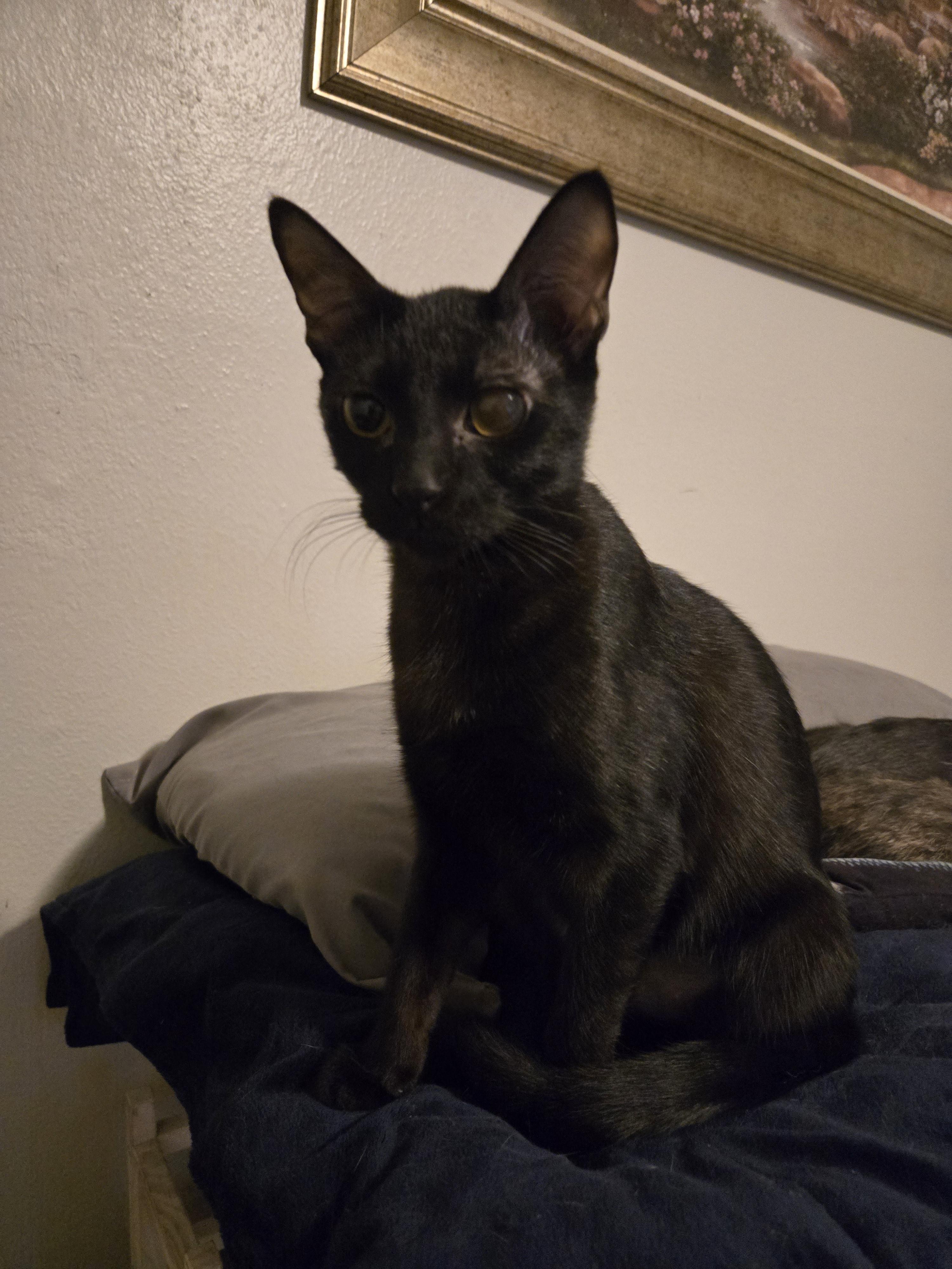 Jerry, a Adopted Domestic Short Hair in Oklahoma City , OK image 2/4