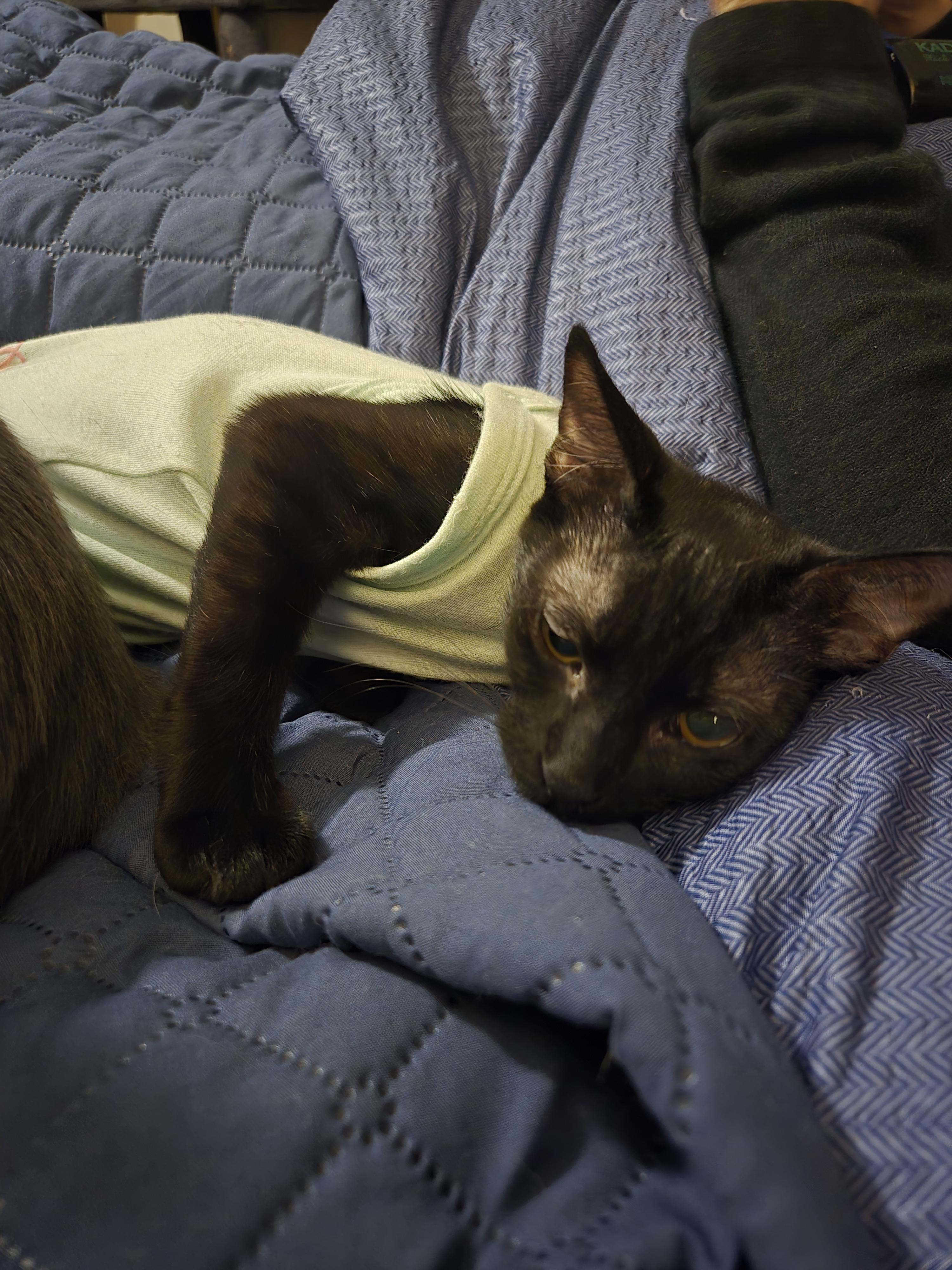 Jerry, a Adopted Domestic Short Hair in Oklahoma City , OK image 3/4