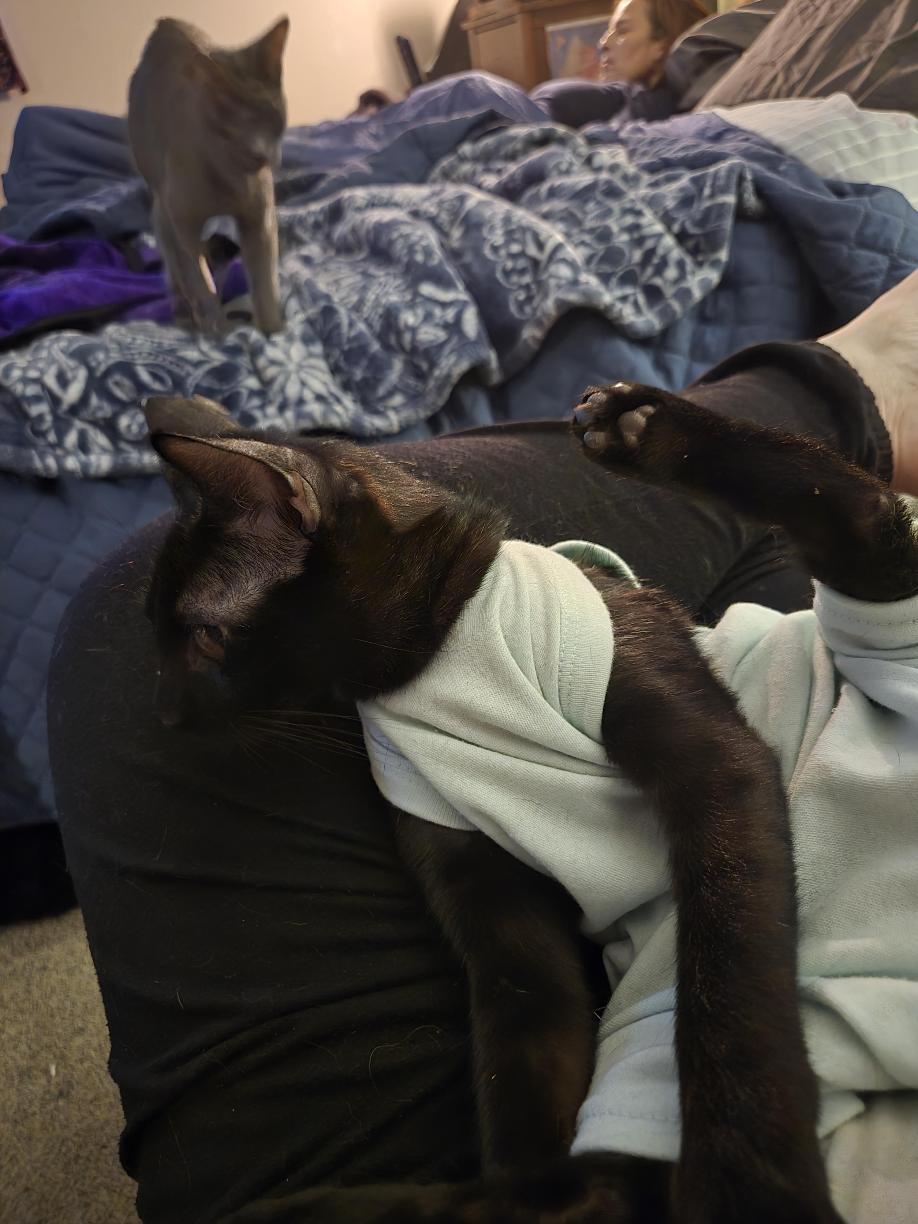 Jerry, a Adopted Domestic Short Hair in Oklahoma City , OK image 4/4
