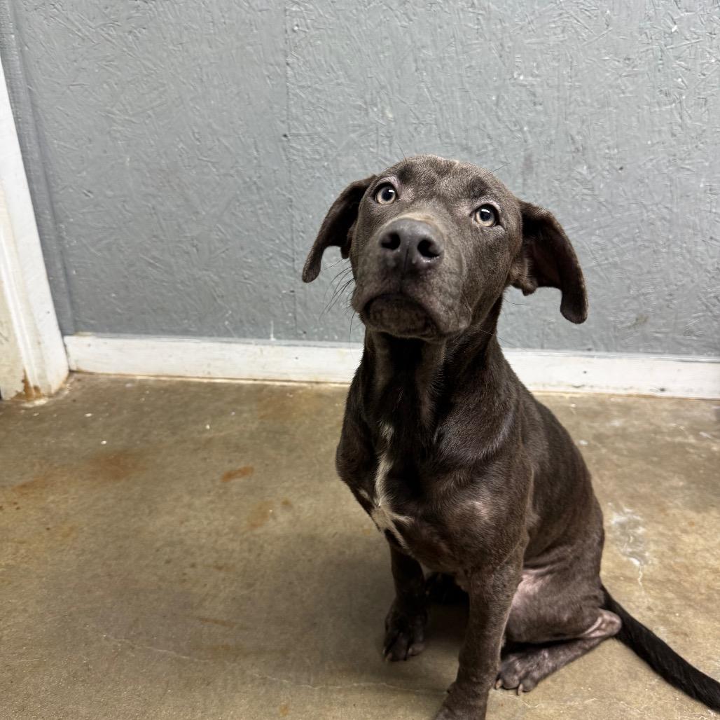 Enlarge Thomas, a Adoptable mixed breed in Houston, TX image 1/1