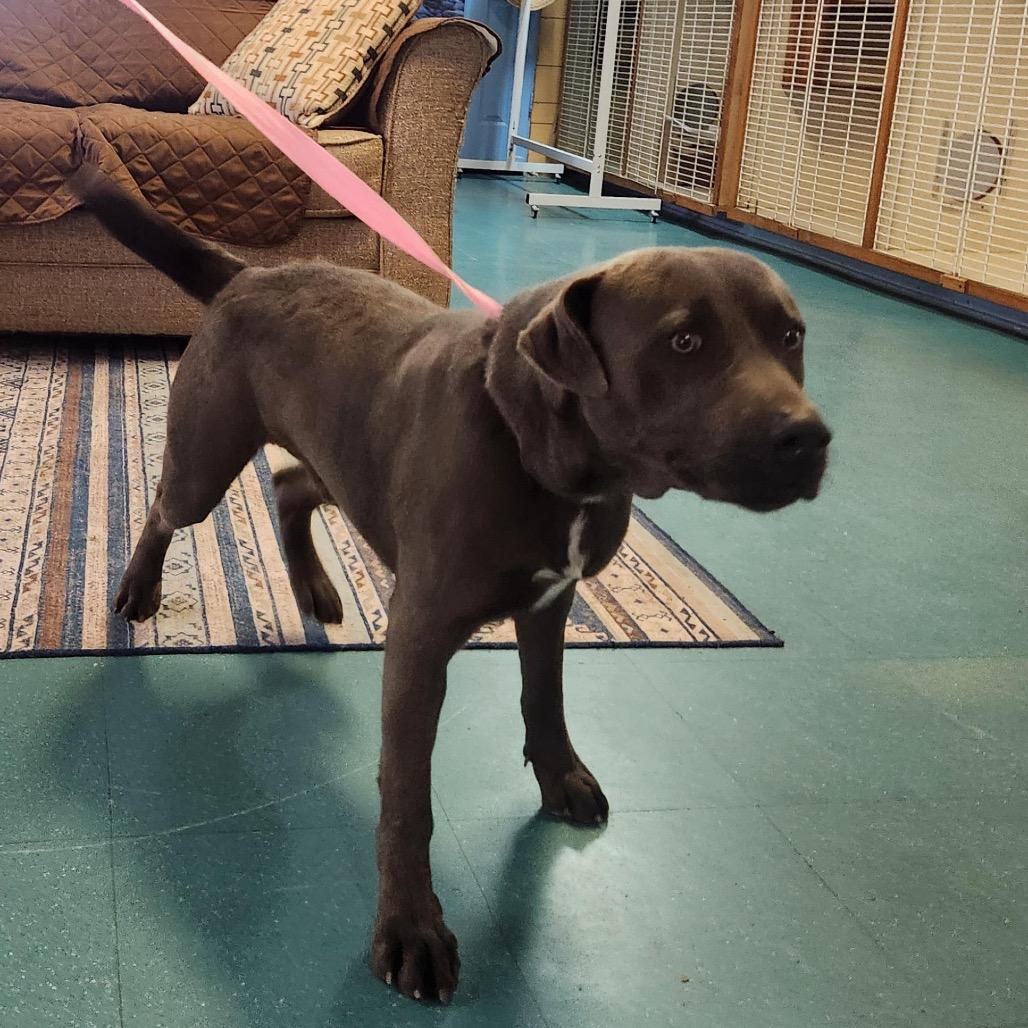 Enlarge Thomas, a Adoptable mixed breed in Houston, TX image 2/5