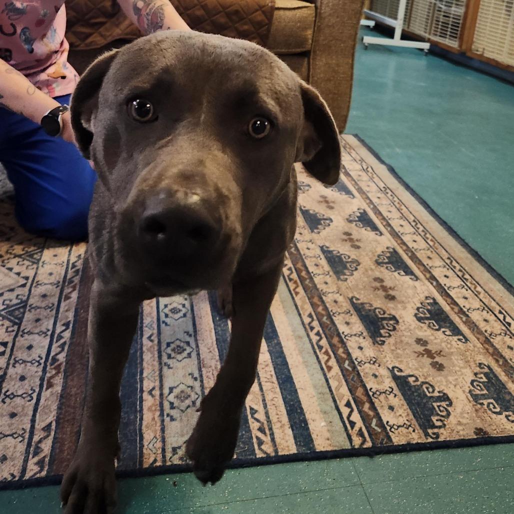 Enlarge Thomas, a Adoptable mixed breed in Houston, TX image 3/5