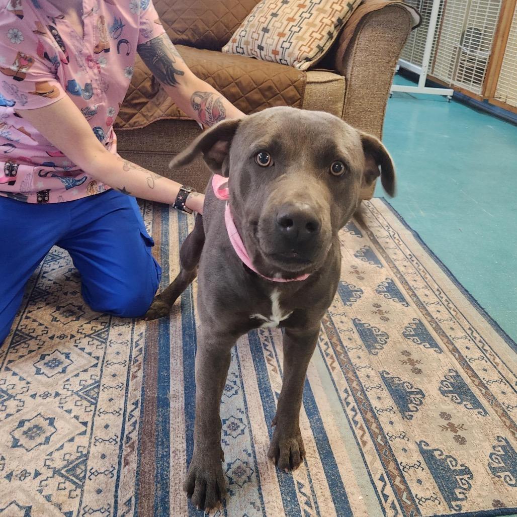 Enlarge Thomas, a Adoptable mixed breed in Houston, TX image 4/5