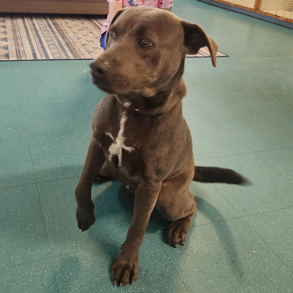 Enlarge Thomas, a Adoptable mixed breed in Houston, TX image 5/5