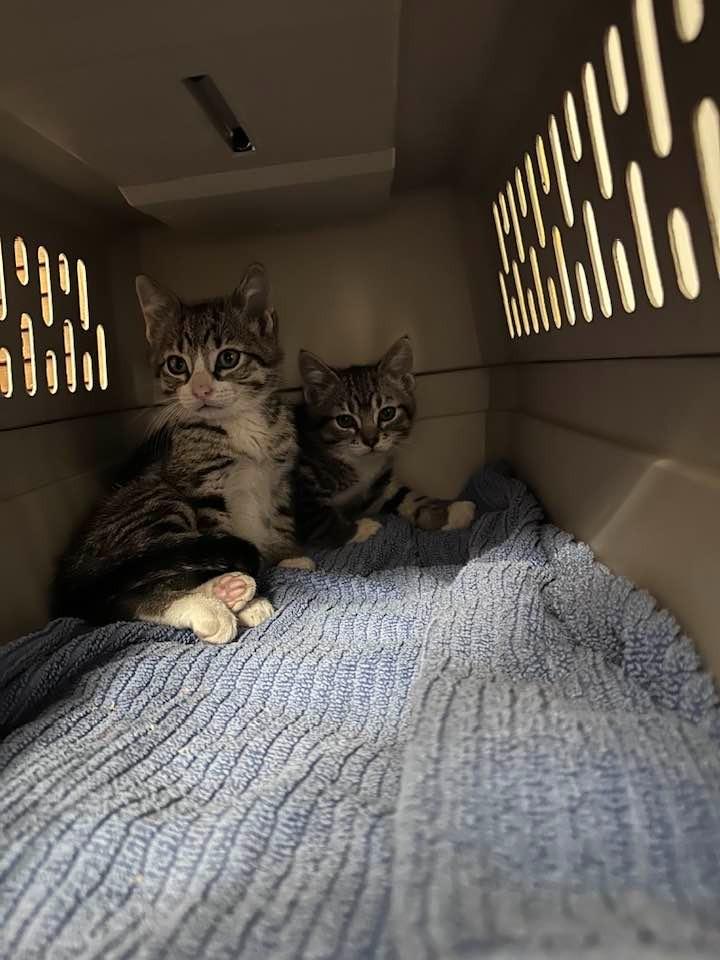 Carmen, Adoptable, Kitten Female Domestic Short Hair.