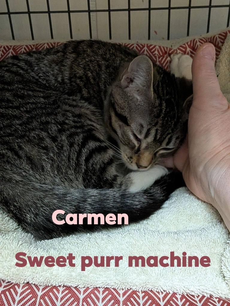 Enlarge Carmen, a Adoptable mixed breed in Libertyville, IL image 2/4