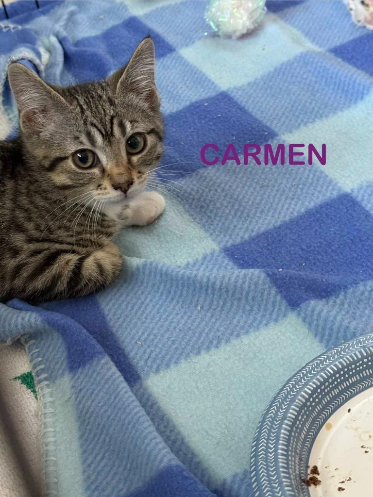 Enlarge Carmen, a Adoptable mixed breed in Libertyville, IL image 3/4