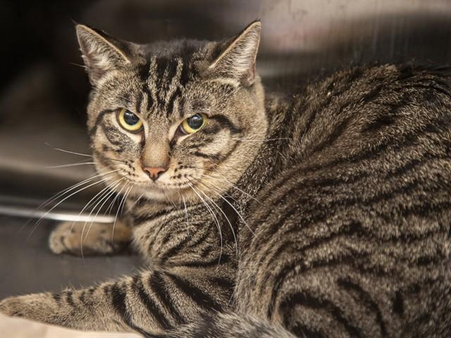 Enlarge SIMON, a Adoptable Domestic Short Hair in Phoenix, AZ image 1/1