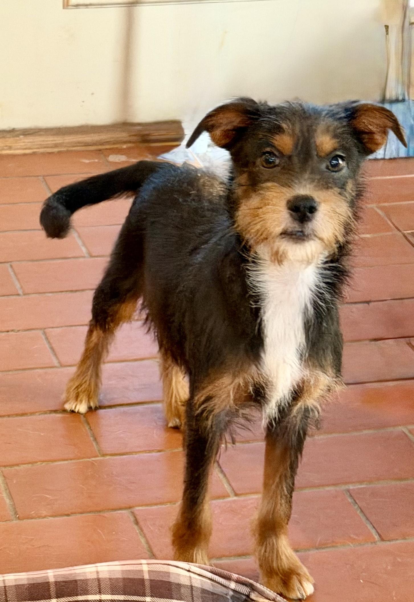 Ressie, Adoptable, Young Male Irish Terrier & Yorkshire Terrier.