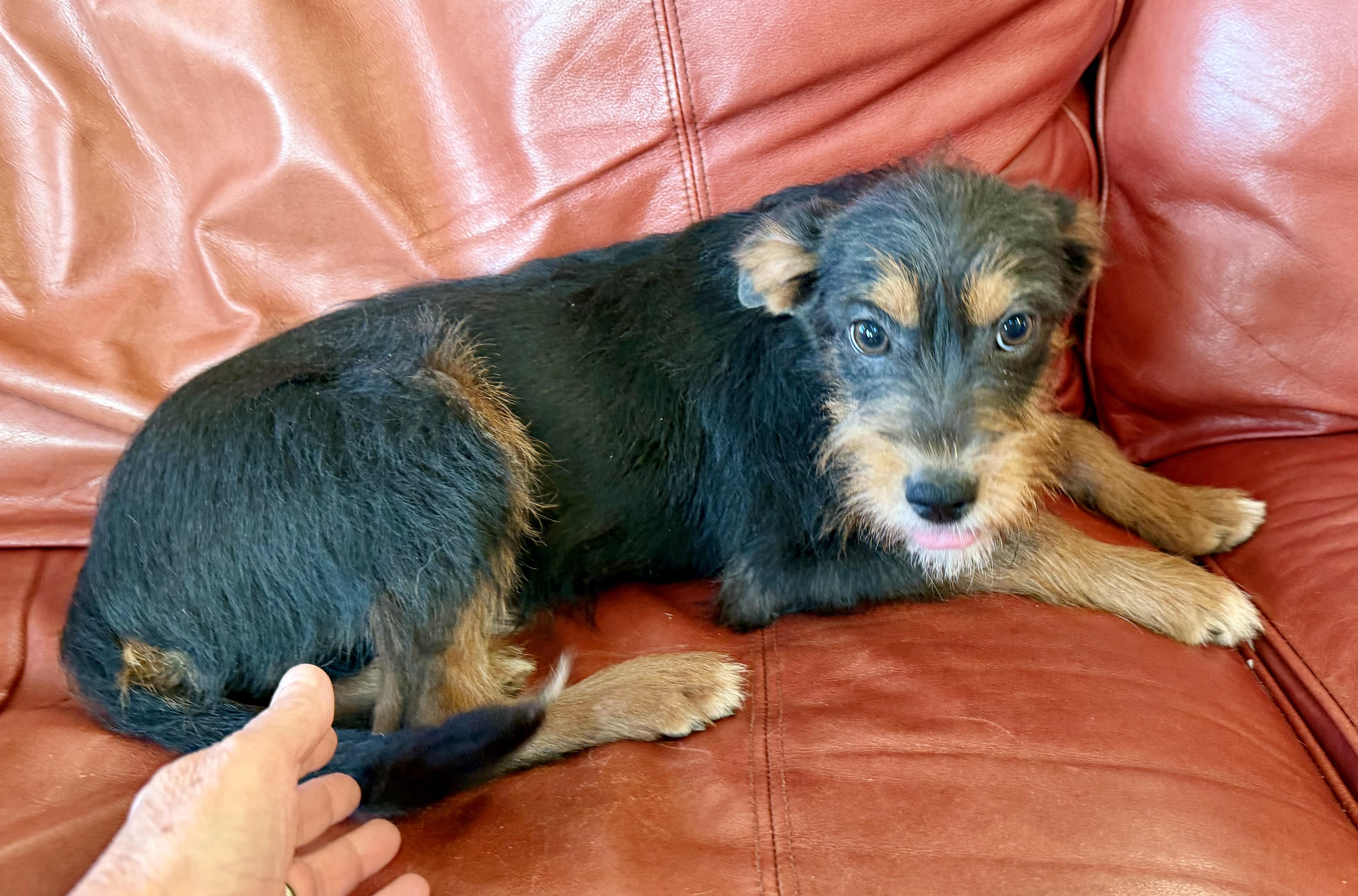 Enlarge Ressie, a Adoptable mixed breed in MORAVIAN FALLS, NC image 5/5
