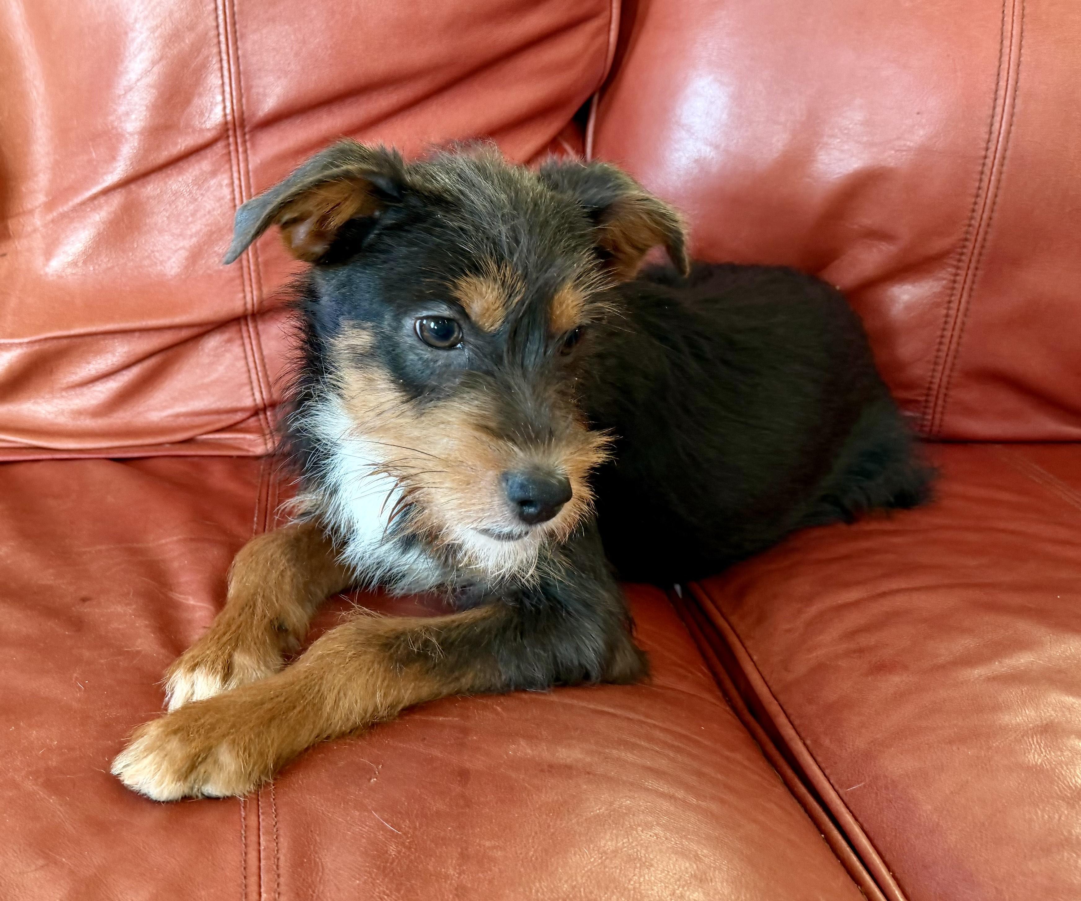 Enlarge Ressie, a Adoptable mixed breed in MORAVIAN FALLS, NC image 3/5
