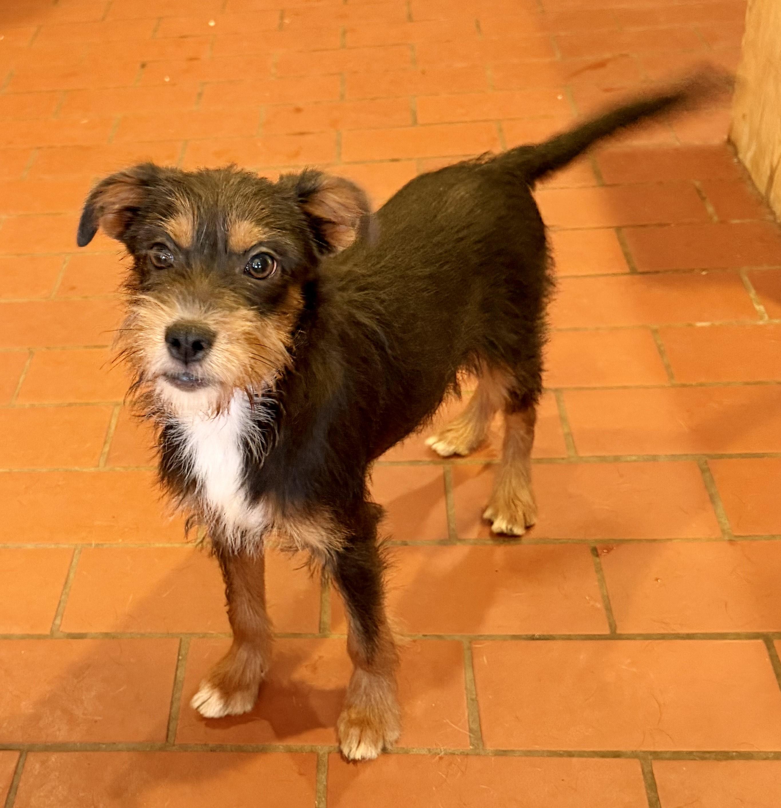 Enlarge Ressie, a Adoptable mixed breed in MORAVIAN FALLS, NC image 2/5