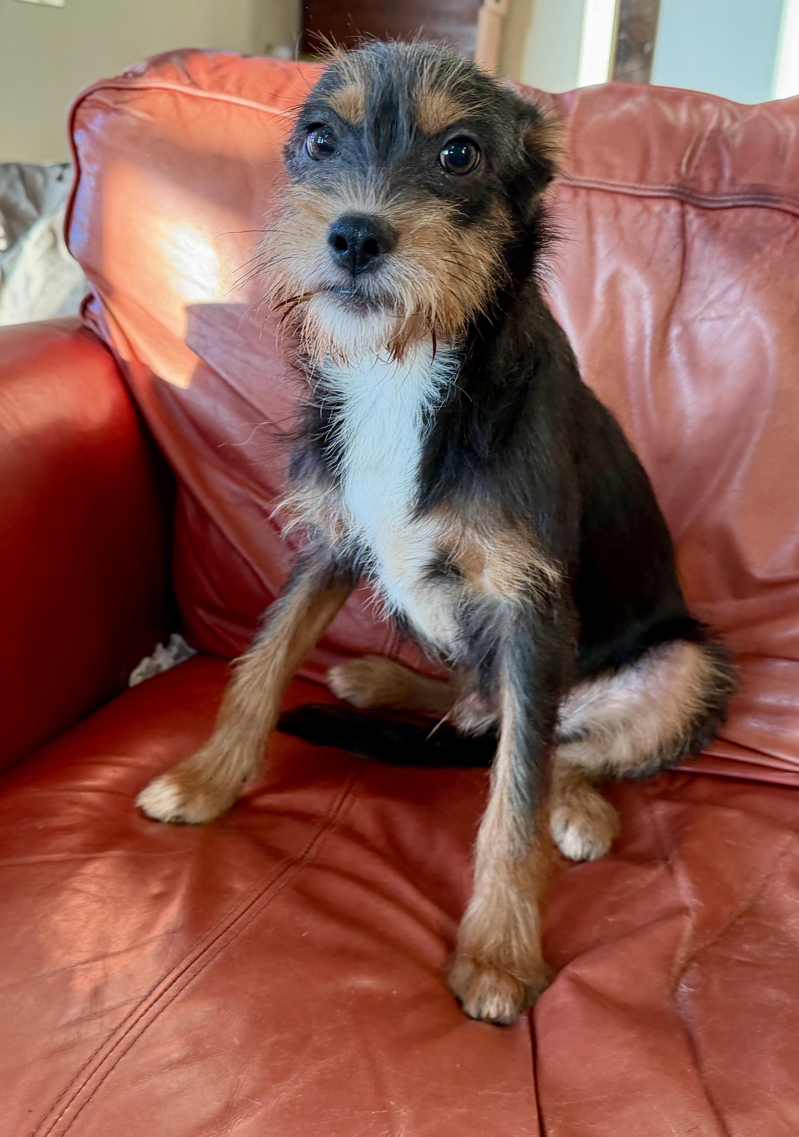 Enlarge Ressie, a Adoptable mixed breed in MORAVIAN FALLS, NC image 4/5