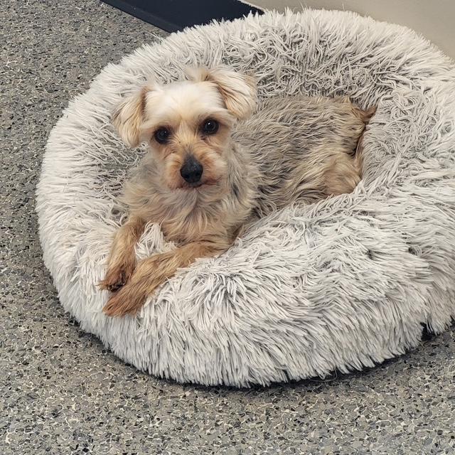 Scott, Adopted, Adult Male Yorkshire Terrier.