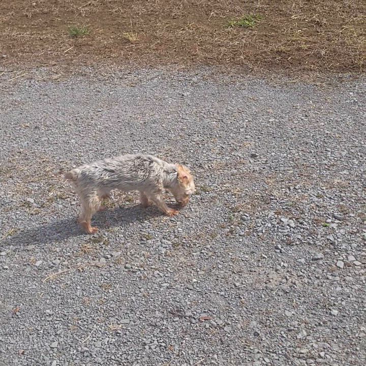 Enlarge Scott, a Adopted Yorkshire Terrier in Goodlettsville, TN video 2/2