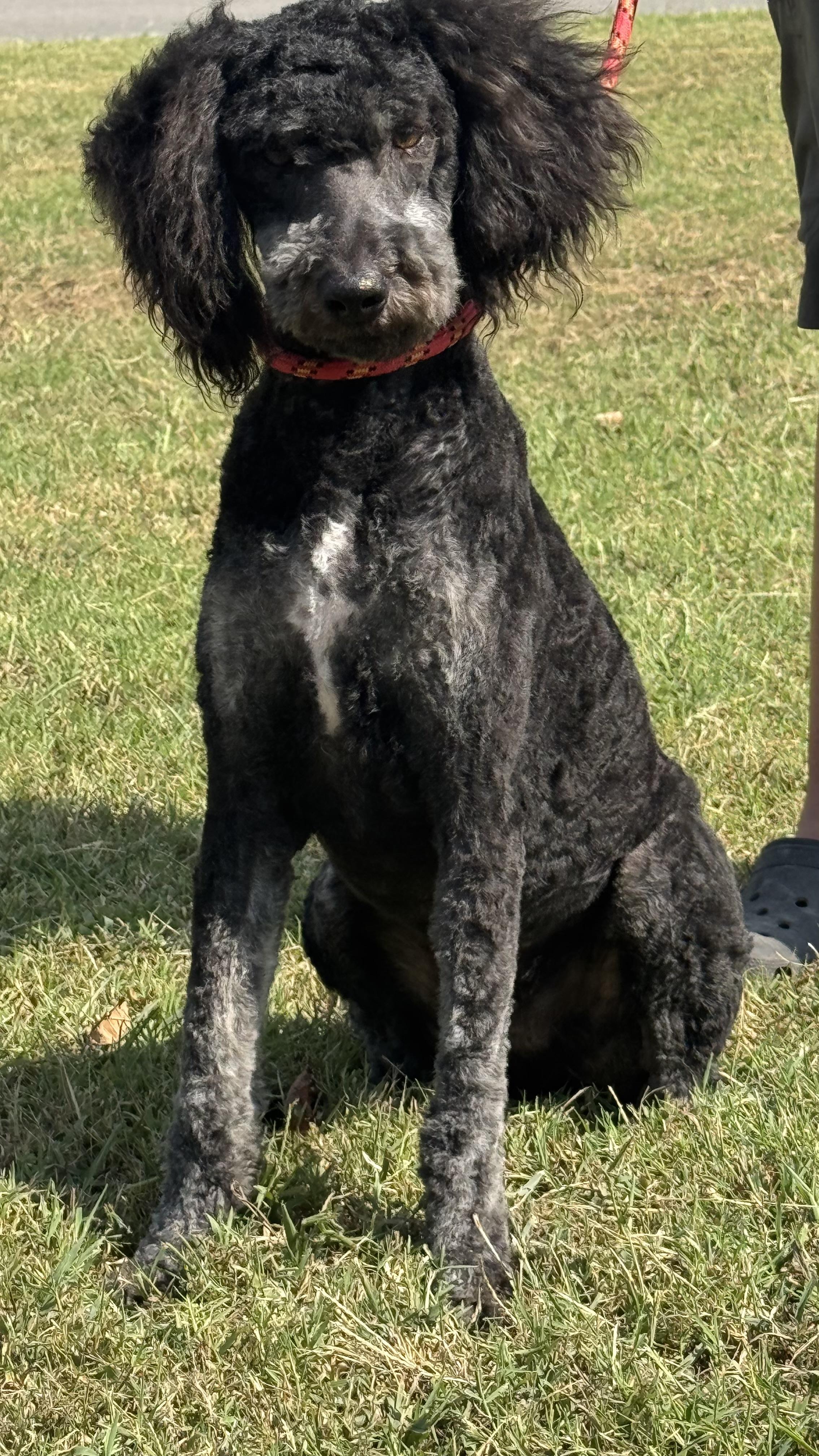 Enlarge Brach Chocolate, a Adoptable mixed breed in Woodlawn, TN image 1/6