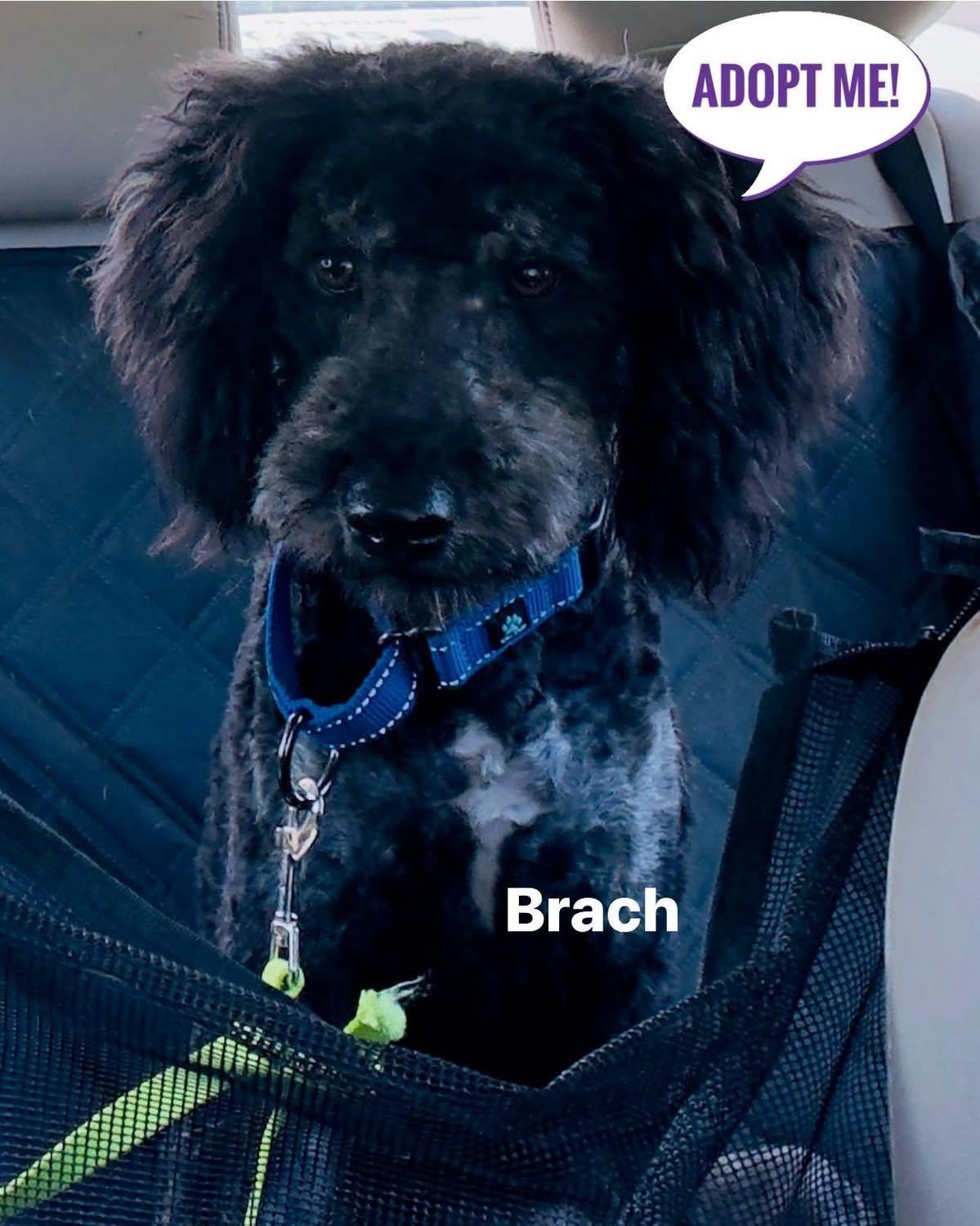 Brach Chocolate, ADOPTABLE, Young Male Border Collie & Poodle.