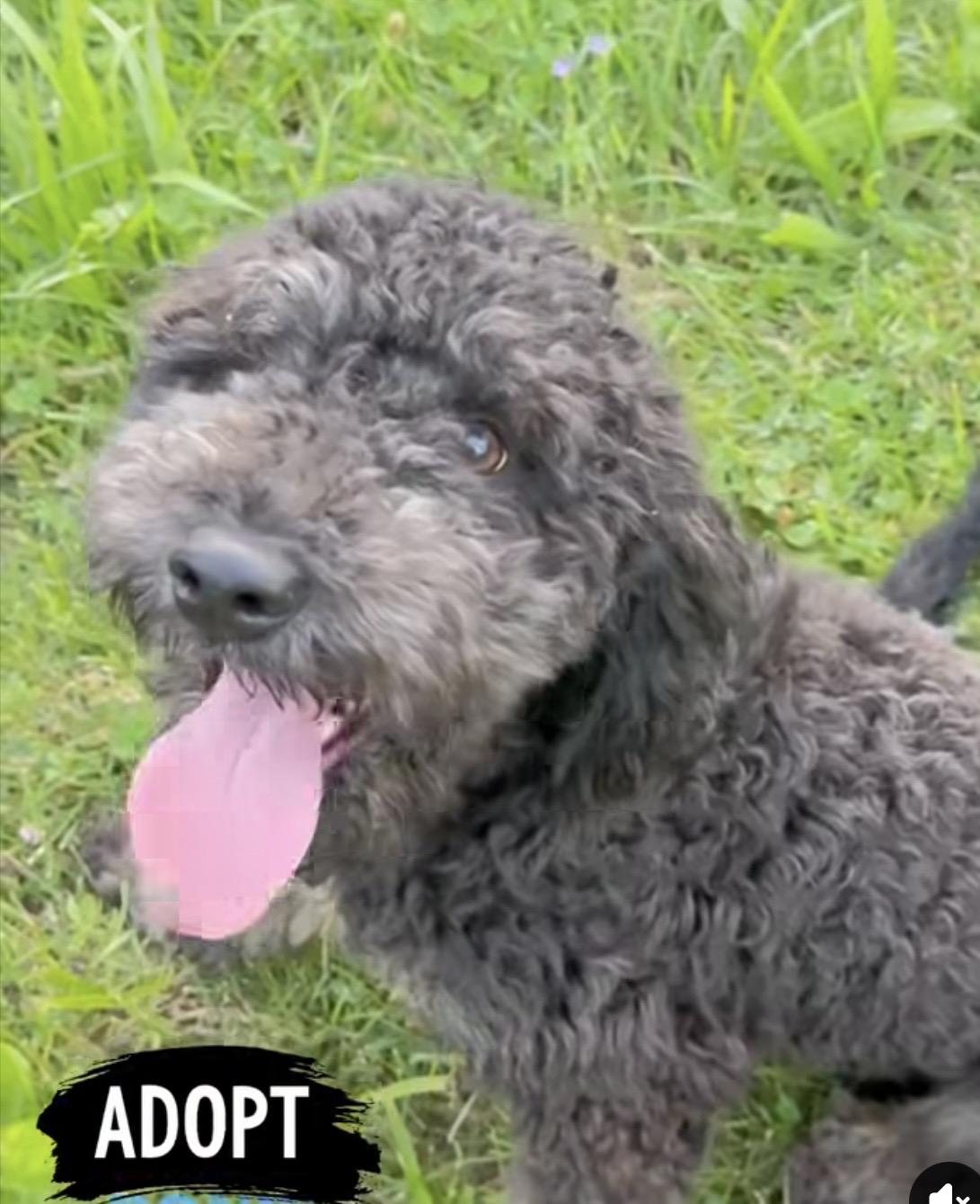 Bach Chocolate, ADOPTABLE, Young Male Border Collie & Poodle.