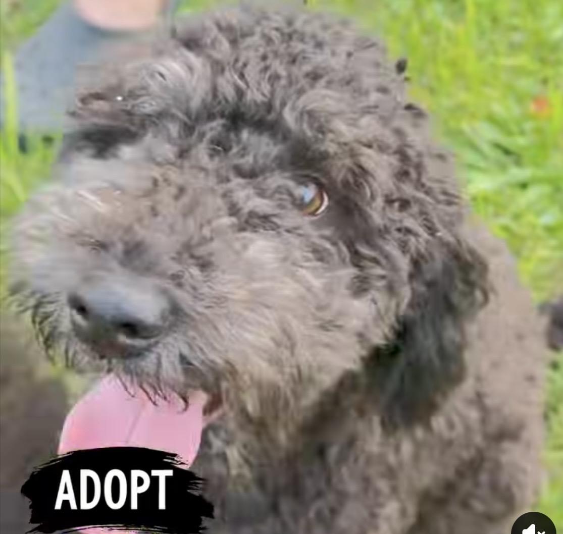Enlarge Bach Chocolate, a ADOPTABLE mixed breed in Woodlawn, TN image 2/2