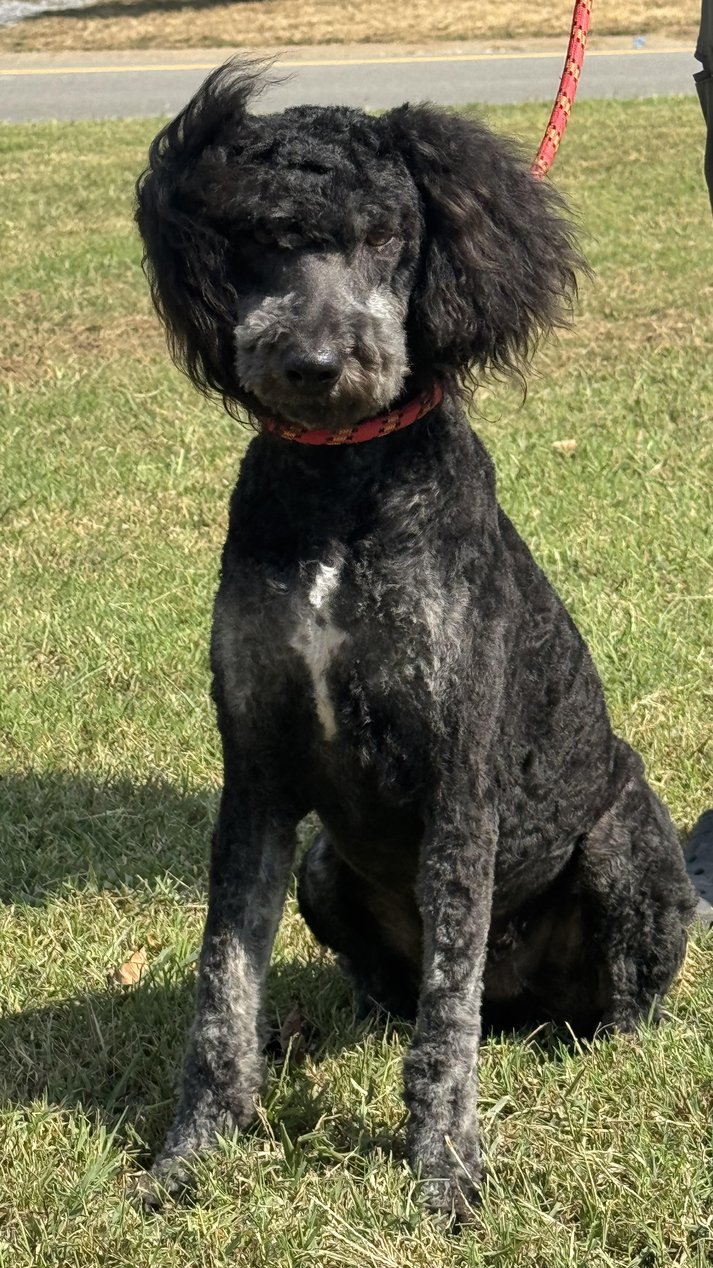 Enlarge Brach Chocolate, a Adoptable mixed breed in Woodlawn, TN image 6/6