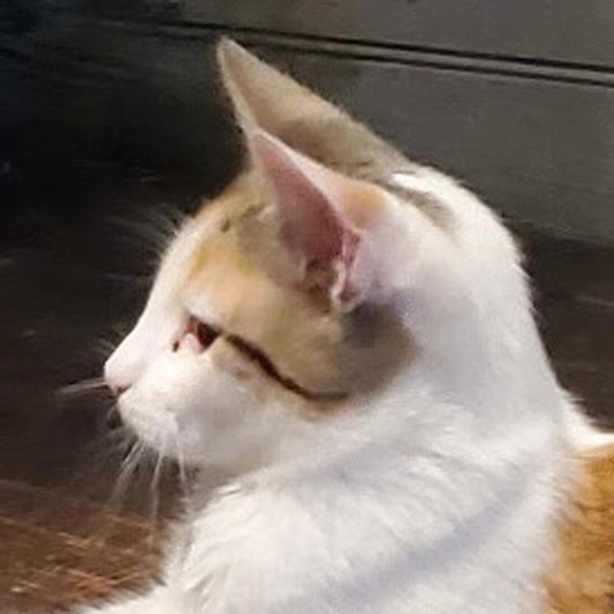 Yutani, ADOPTABLE, Kitten Female Calico.