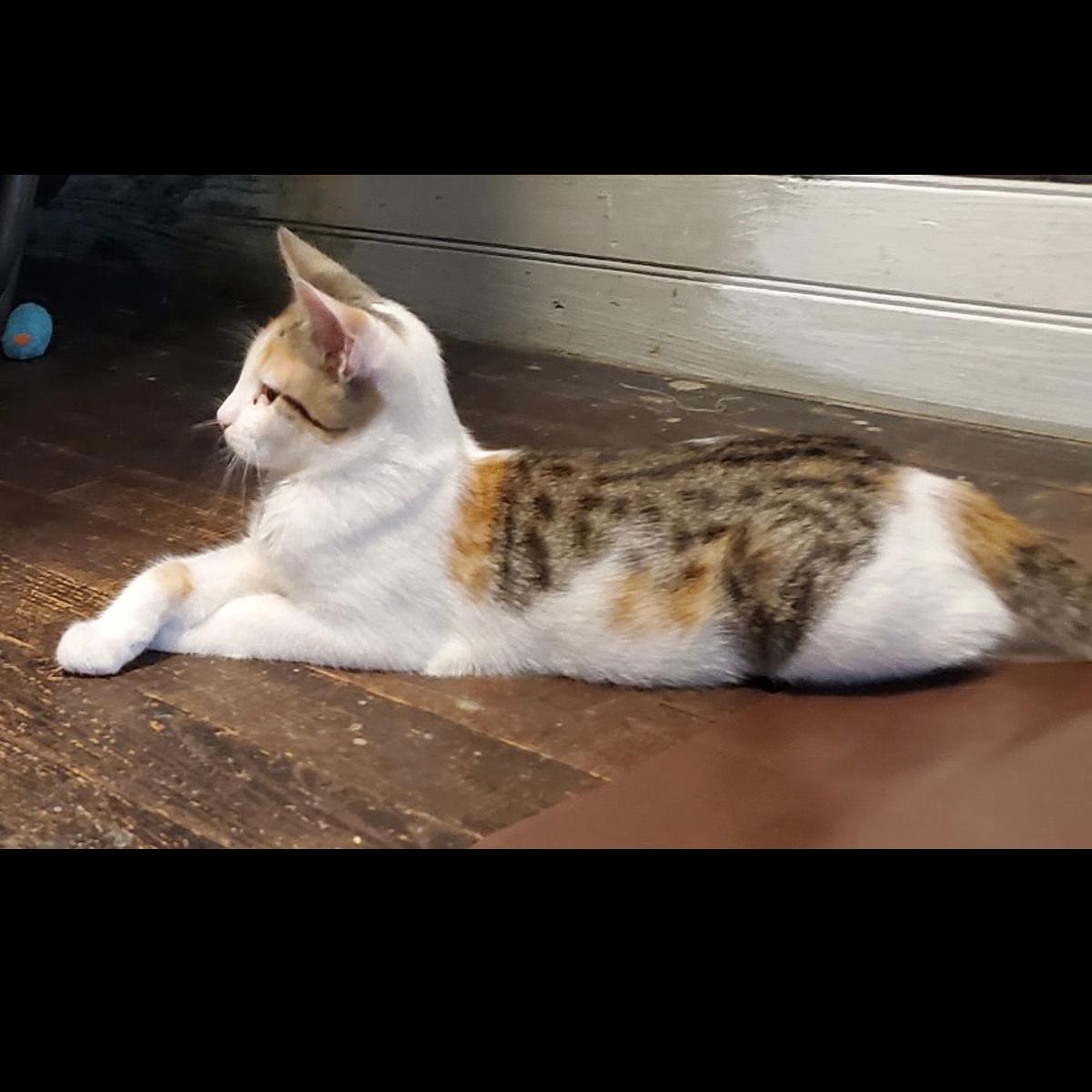 Yutani, a ADOPTABLE Calico in Maple Shade, NJ image 2/2