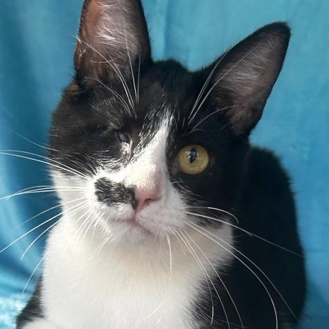 Mandark, Adoptable, Young Male Domestic Short Hair.