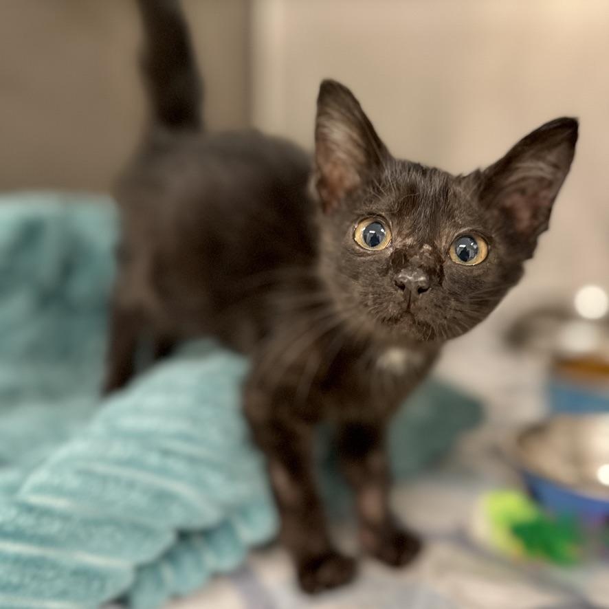 Olive, Baby Female Domestic Short Hair