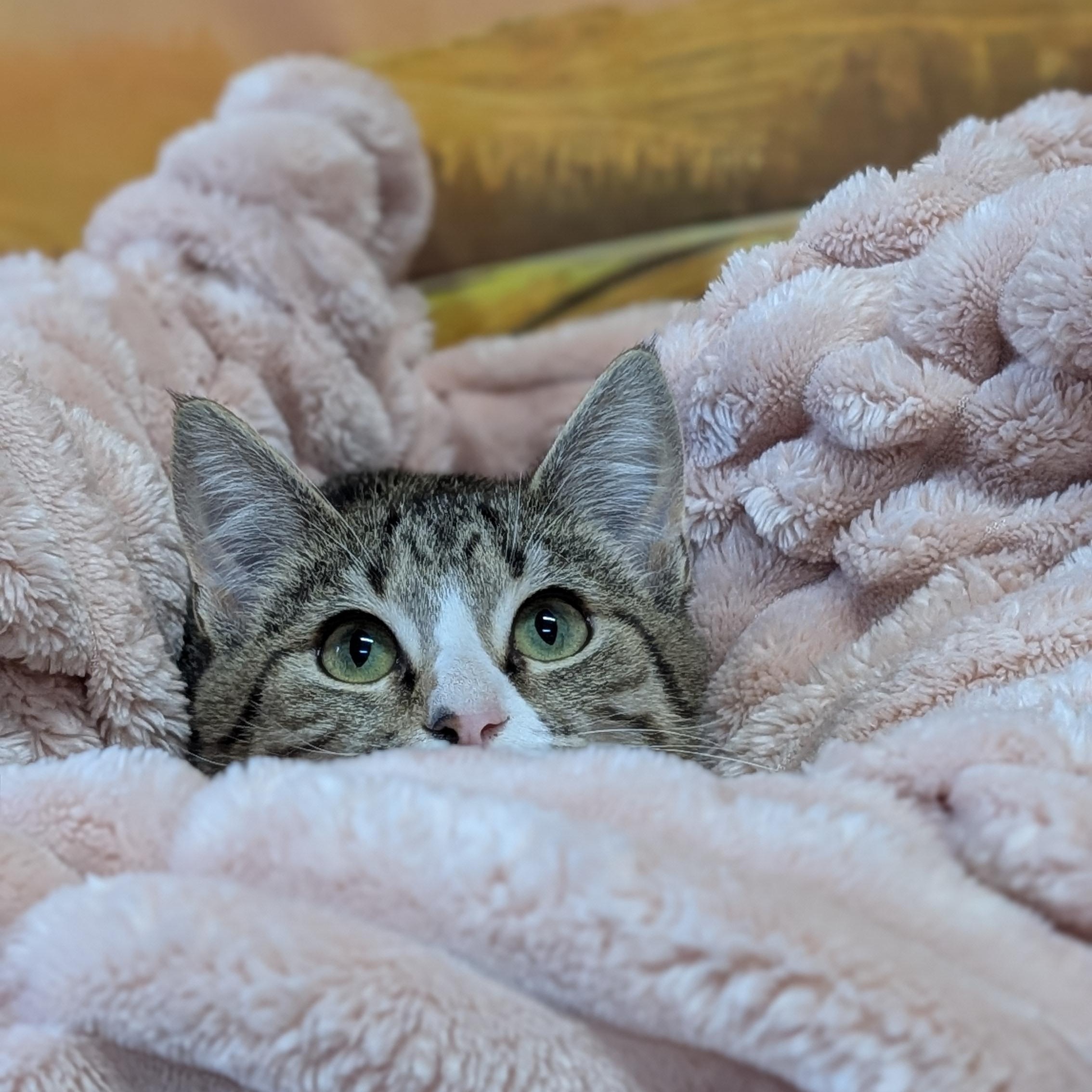 Enlarge Muscadine, a ADOPTABLE Domestic Short Hair in Lowell, AR image 5/5