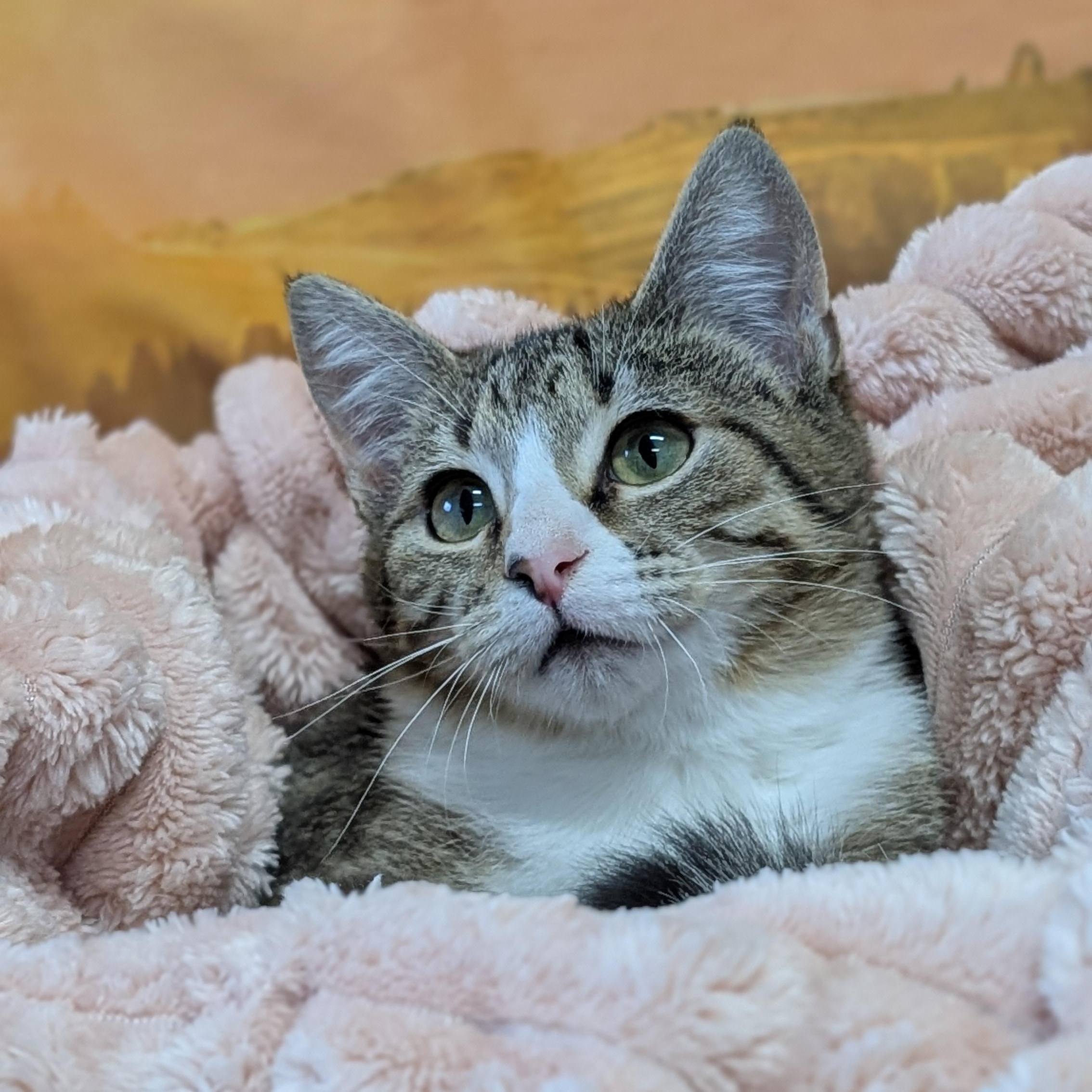 Muscadine, ADOPTABLE, Kitten Female Domestic Short Hair.