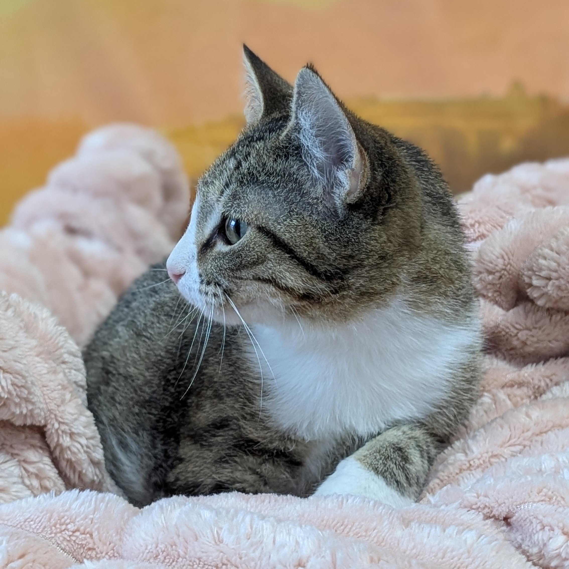 Enlarge Muscadine, a ADOPTABLE Domestic Short Hair in Lowell, AR image 2/5