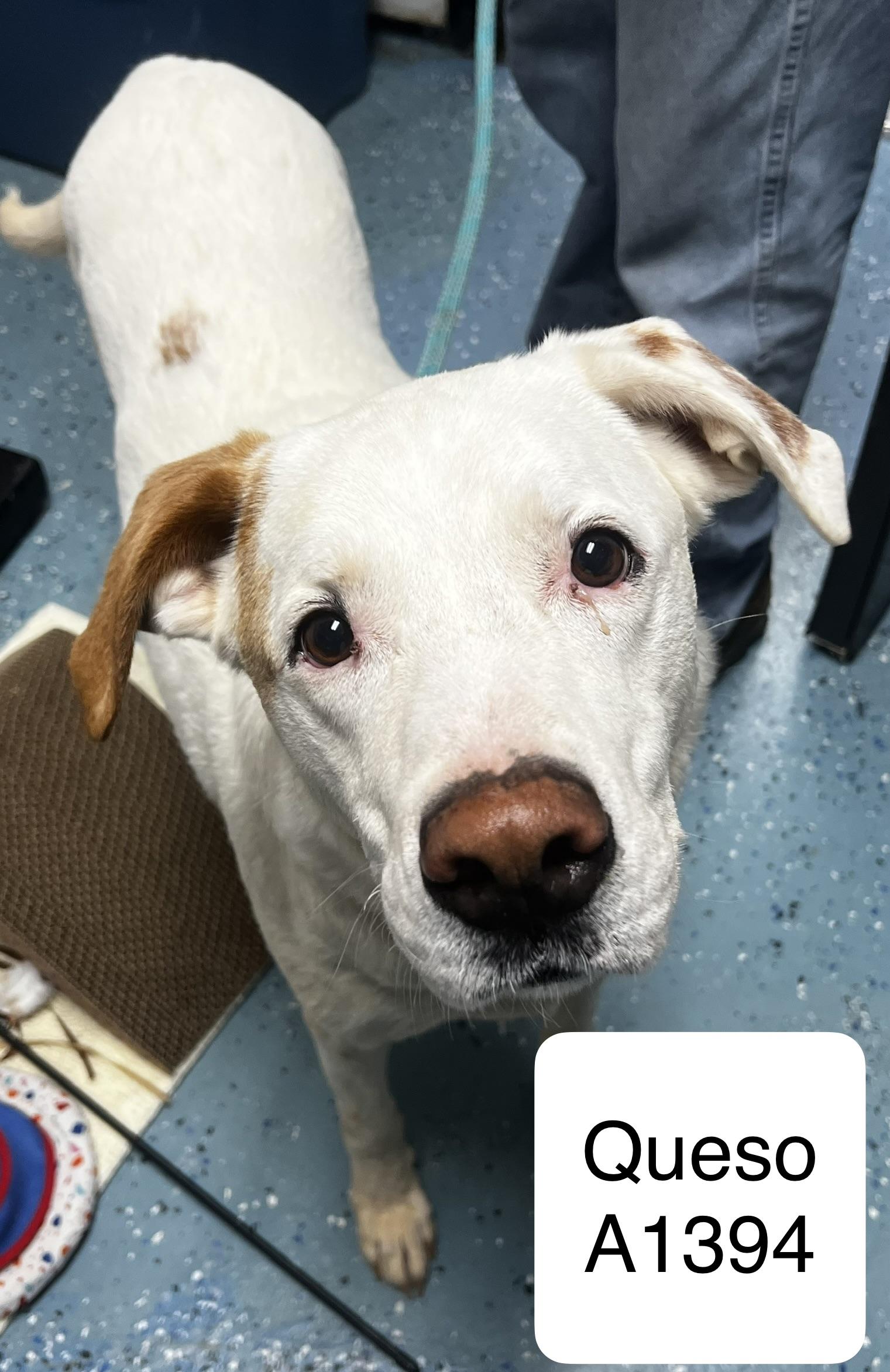 Queso, ADOPTABLE, Senior Male Labrador Retriever & Boxer.