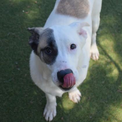 Gunther, an adoptable Pit Bull Terrier, Husky in Flagstaff, AZ, 86001 | Photo Image 4